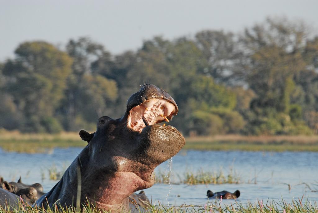 Divava Okavango Resort And Spa Bagani Экстерьер фото